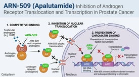 ARN-509 (Apalutamide) Inhibition of Androgen Receptor Translocation and Transcription in Prostate Cancer