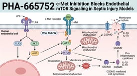 PHA-665752 c-Met Inhibition Blocks Endothelial mTOR Signaling in Septic Injury Models