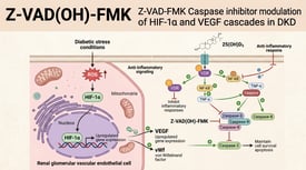 Z-VAD(OH)-FMK Z-VAD-FMK Caspase inhibitor modulation of HIF-1α and VEGF cascades in DKD