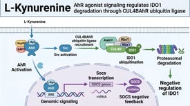 L-Kynurenine AhR agonist signaling regulates IDO1 degradation through CUL4BAhR ubiquitin ligase