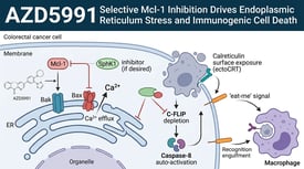 AZD5991 Selective Mcl-1 Inhibition Drives Endoplasmic Reticulum Stress and Immunogenic Cell Death