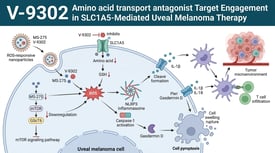 V-9302 Amino acid transport antagonist Target Engagement in SLC1A5-Mediated Uveal Melanoma Therapy