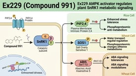 Ex229 (Compound 991) Ex229 AMPK activator regulates plant SnRK1 metabolic signaling