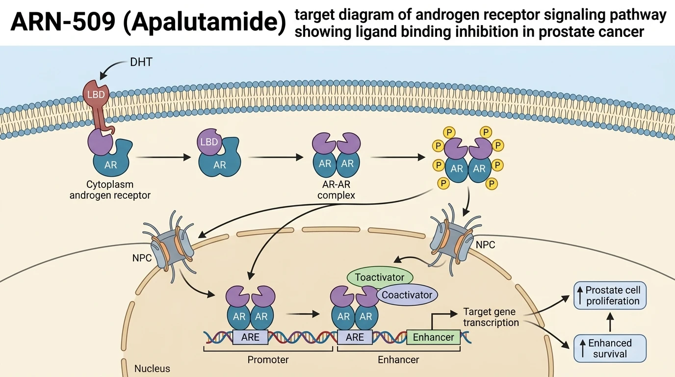 ARN-509 Apalutamide target diagram of androgen receptor signaling pathway showing ligand binding inhibition in prostate cancer