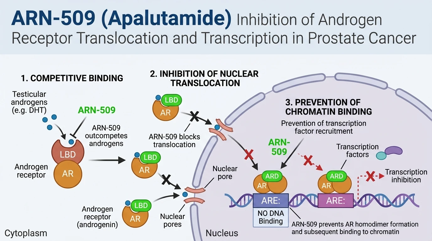 Schematic diagram of androgen receptor signaling pathway showing tri-modal receptor inhibition in prostate cancer cells