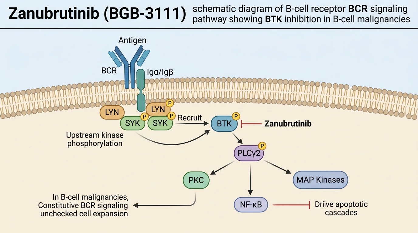 Zanubrutinib BGB-3111 schematic diagram of B-cell receptor BCR signaling pathway showing BTK inhibition in B-cell malignancies