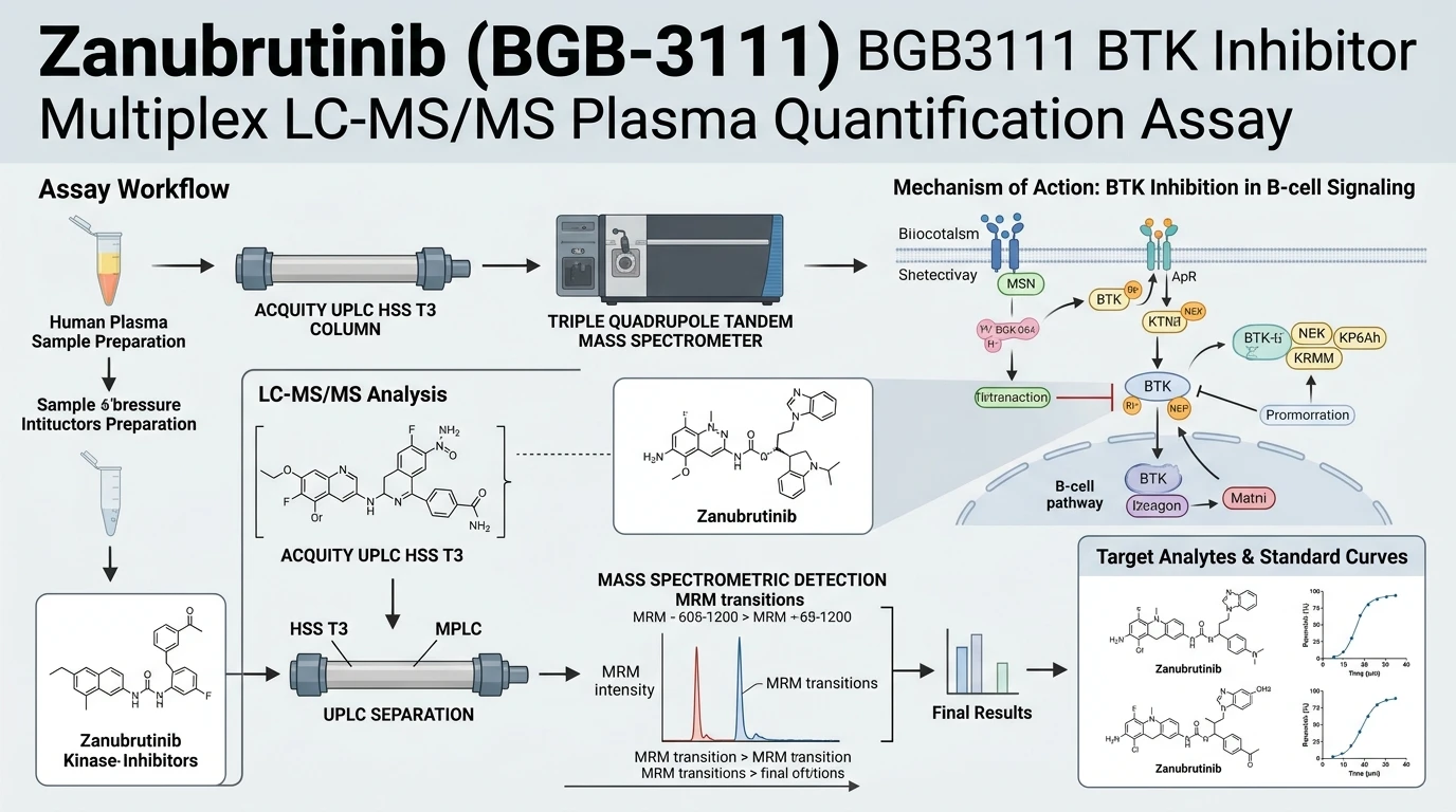 Schematic diagram of B-cell receptor BCR signaling pathway in lymphocytes showing BTK inhibition kinetics