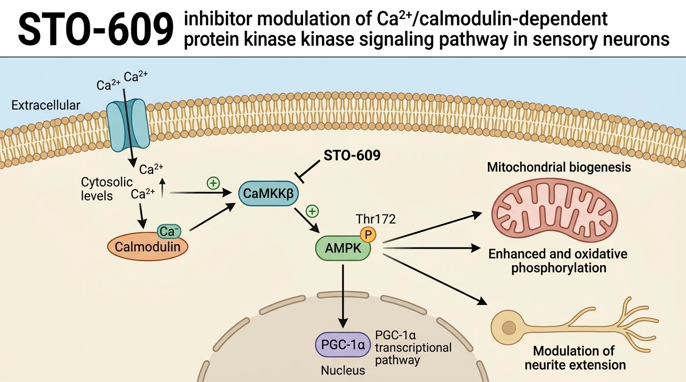 STO-609 inhibitor modulation of Ca2+/calmodulin-dependent protein kinase kinase signaling pathway in sensory neurons