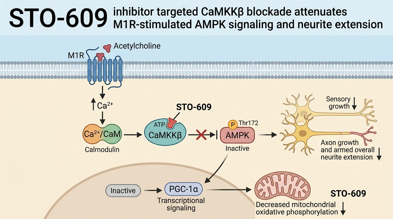 Schematic diagram of Ca2+/calmodulin-dependent protein kinase kinase signaling pathway showing STO-609 target inhibition