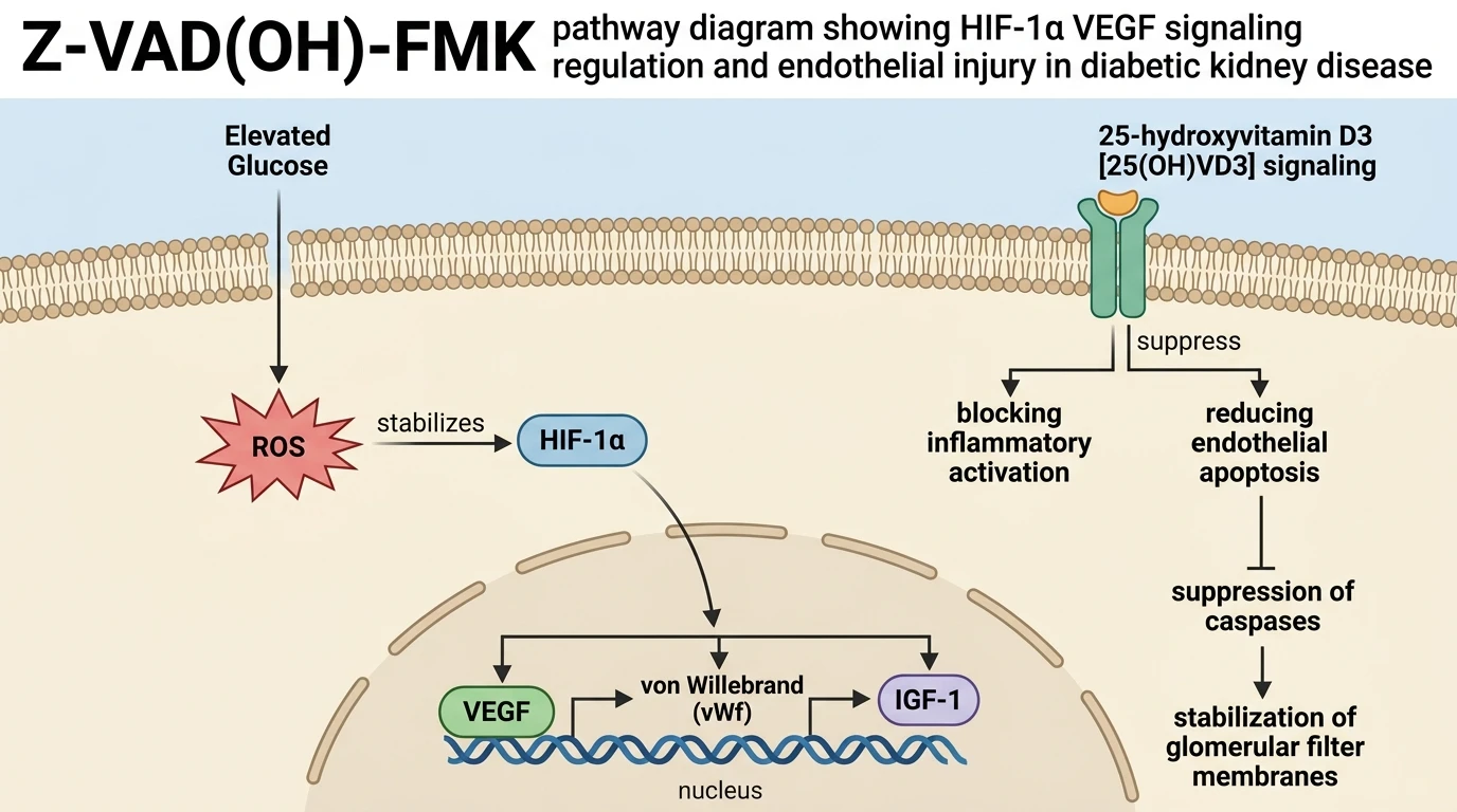 Z-VADOH-FMK pathway diagram showing HIF-1α VEGF signaling regulation and endothelial injury in diabetic kidney disease
