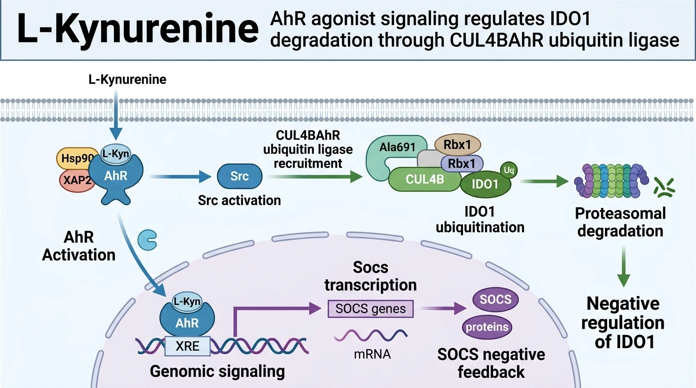 Schematic diagram of IDO1 kynurenine AhR signaling pathway driving feedback proteasomal degradation