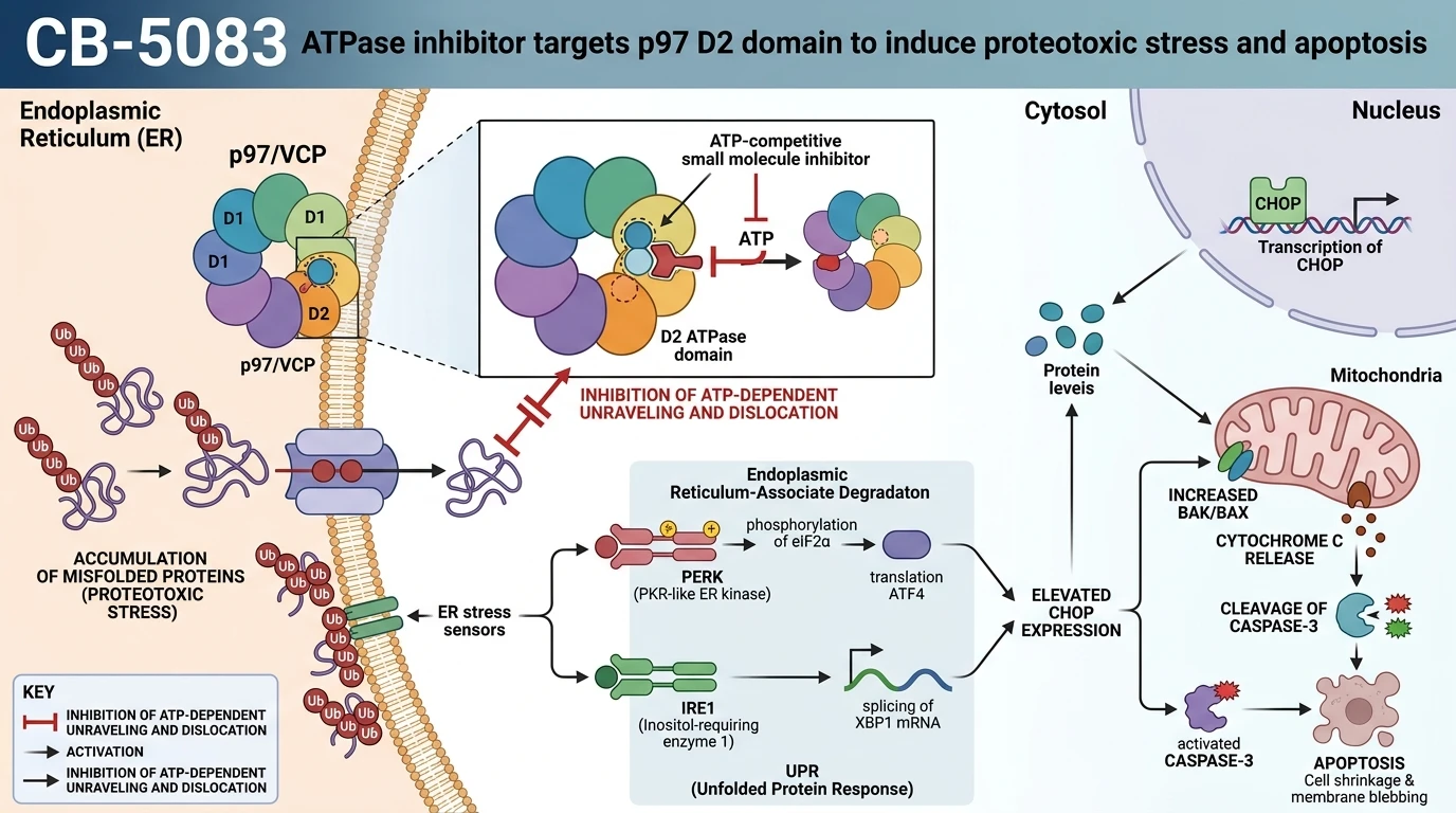 Schematic diagram of p97 VCP proteostasis signaling pathway displaying ER stress and apoptotic activation