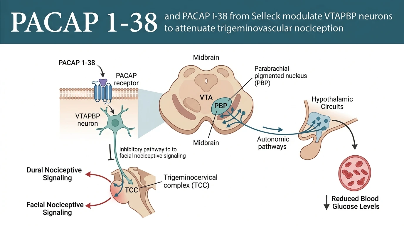 Schematic diagram of PACAP PAC1 VPAC signaling pathway suppressing trigeminovascular activity in rat midbrain