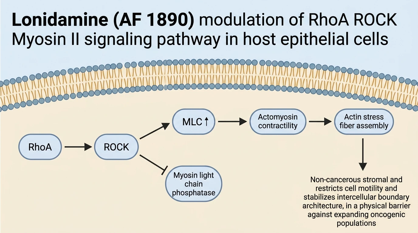 Lonidamine AF 1890 modulation of RhoA ROCK Myosin II signaling pathway in host epithelial cells