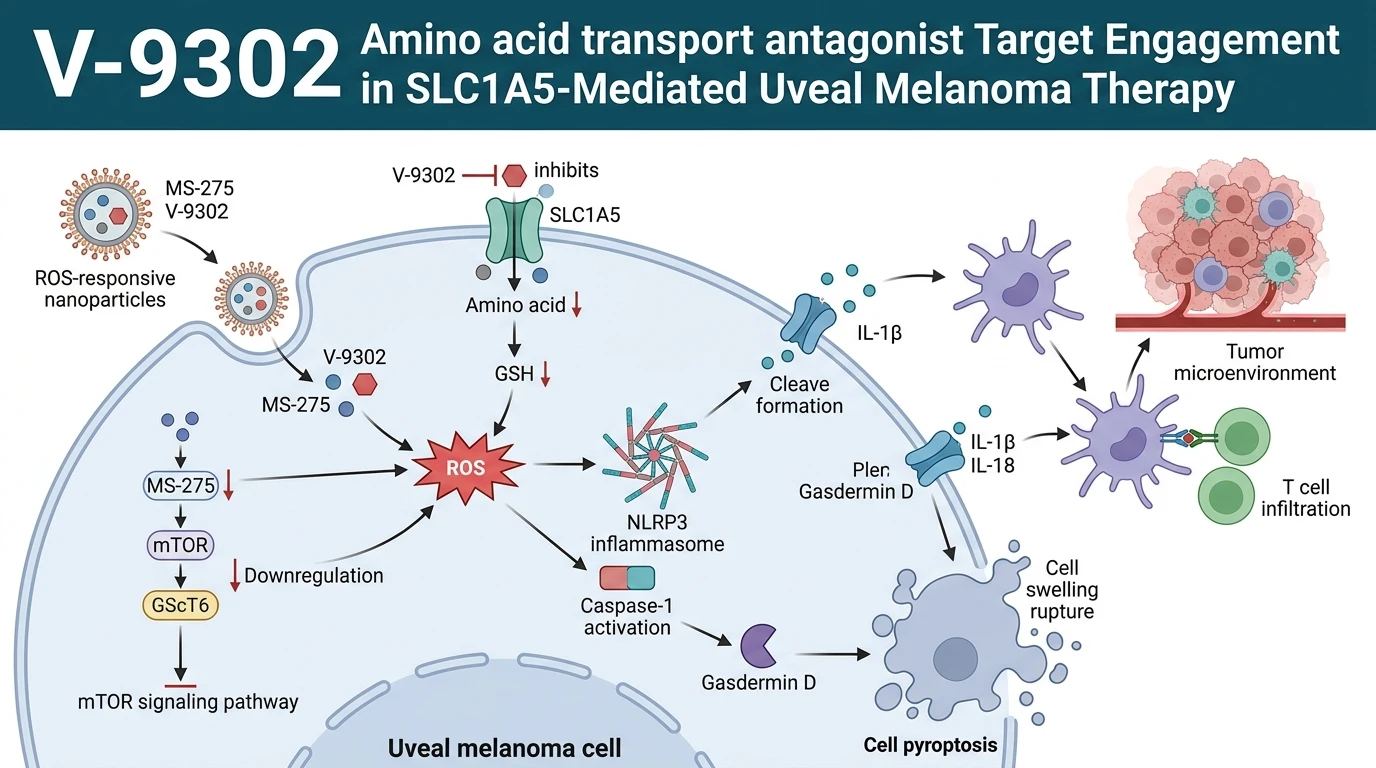 Schematic diagram of SLC1A5 glutamine transport signaling pathway in cancer cells showing ROS induced pyroptosis