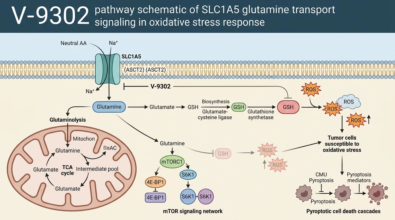V-9302 pathway schematic of SLC1A5 glutamine transport signaling in oxidative stress response