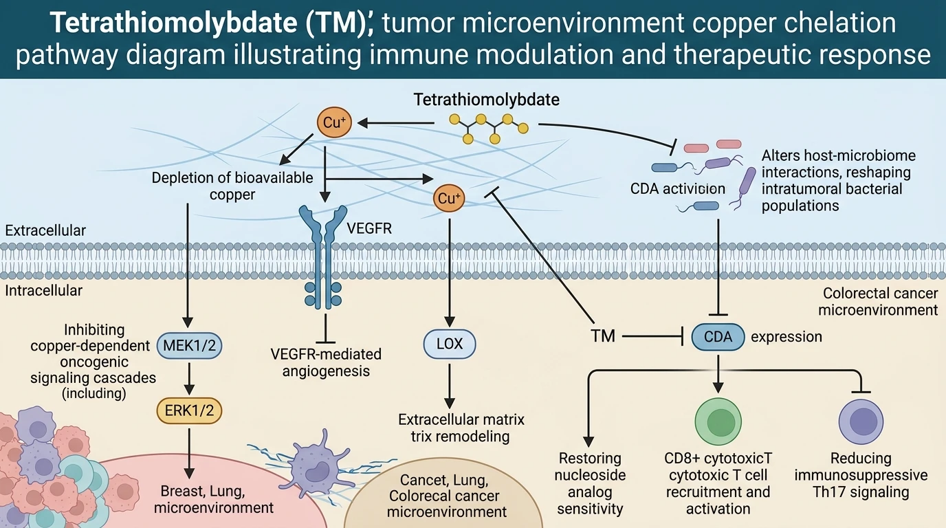 Tetrathiomolybdate tumor microenvironment copper chelation pathway diagram illustrating immune modulation and therapeutic response